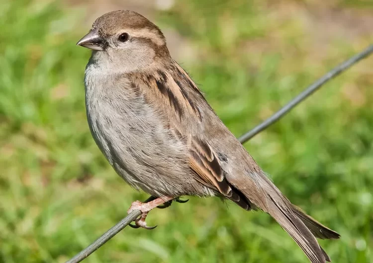 What Is a Sparrow?