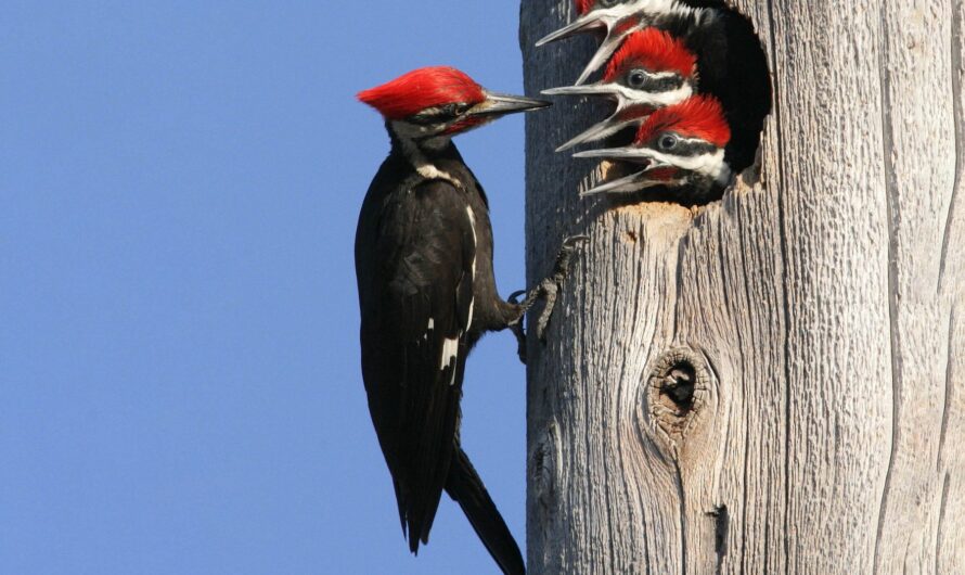 12 Types of North American Woodpeckers: Gallery & Identification