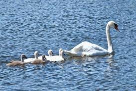 All About Swans