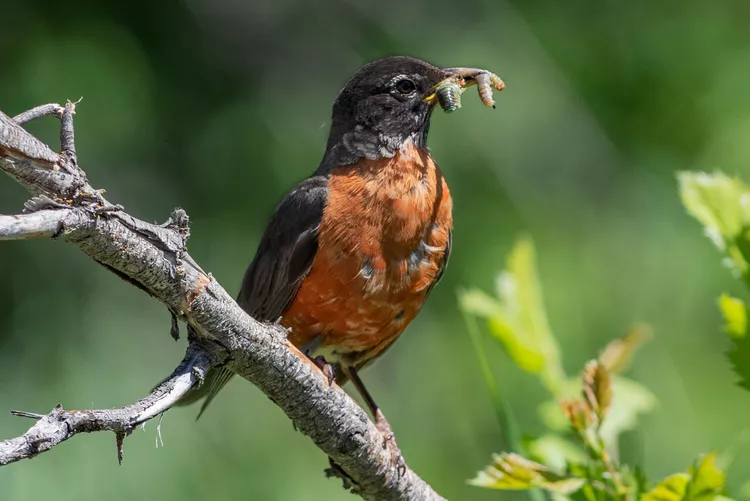 What Do Robins Eat?
